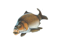 Ada Safari