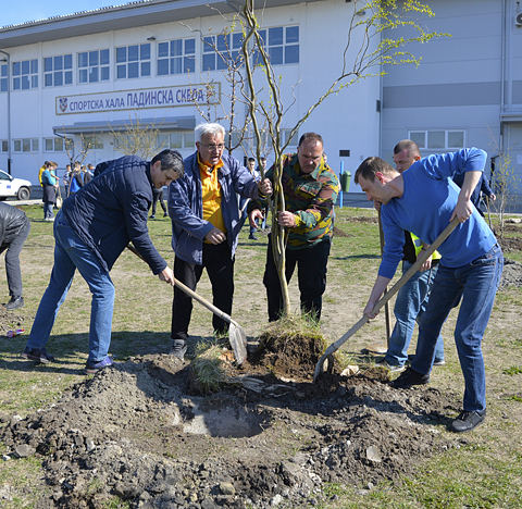 Посађена стабла испред спортске хале у Падинскоj Скели