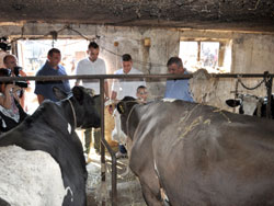 Општина Палилула у акцији превентиве појаве болести квргаве коже код говеда